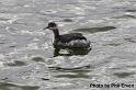 Eared Grebe